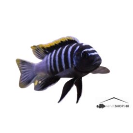 Cynotilapia afra red top Likoma