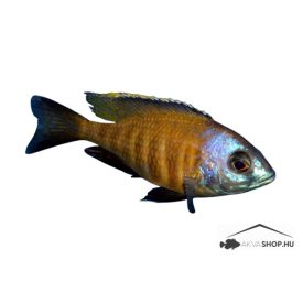 Placidochromis electra superior Mandalawi