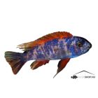 LABEOTROPHEUS TREVAWASAE OB