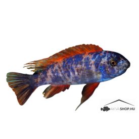 LABEOTROPHEUS TREVAWASAE OB