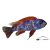 LABEOTROPHEUS TREVAWASAE OB