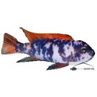 LABEOTROPHEUS TREVAWASAE OB