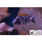 LABEOTROPHEUS TREVAWASAE OB