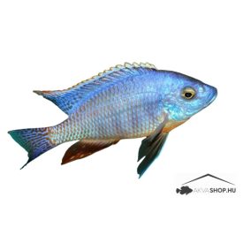 PROTOMELAS TAENIOLATUS "FIRE BLUE"