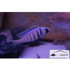 PLACIDOCHROMIS ELECTRA