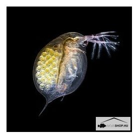 DAPHNIA