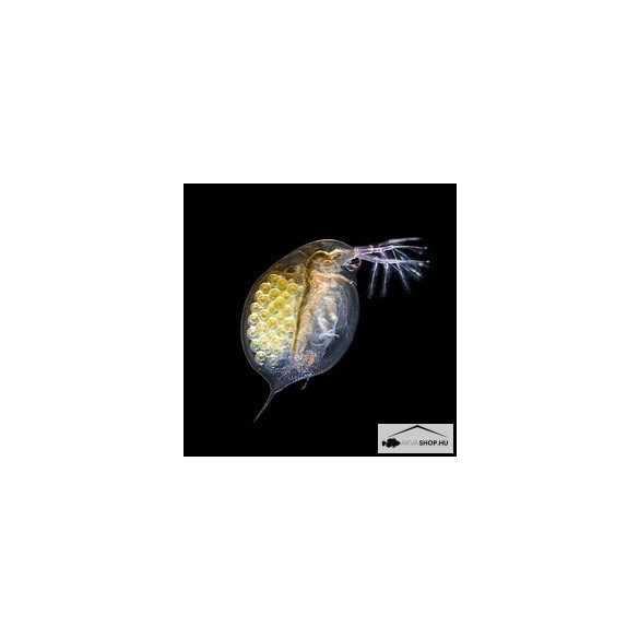 DAPHNIA - akvashop.hu