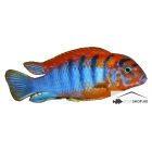 LABIDOCHROMIS HONGI "SWEDEN"