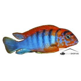 LABIDOCHROMIS HONGI "SWEDEN"