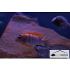 LABIDOCHROMIS HONGI "SWEDEN"