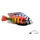 HAPLCOCHROMIS CH44