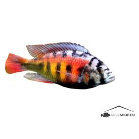 HAPLCOCHROMIS CH44