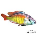 HAPLCOCHROMIS CH44