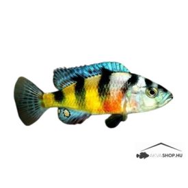 Haplochromis latifasciatus