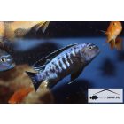 PSEUDOTROPHEUS SAULOSI "CORAL RED"