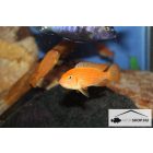 PSEUDOTROPHEUS SAULOSI "CORAL RED"