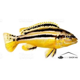 MELANOCHROMIS AURATUS