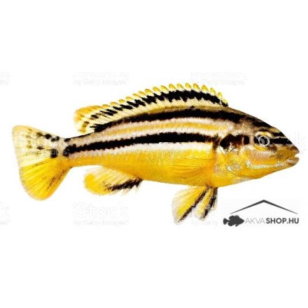 MELANOCHROMIS AURATUS