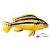 MELANOCHROMIS AURATUS