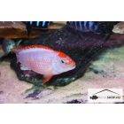 PSEUDOTROPHEUS PERSPICAX NDUMBI "RED TOP"