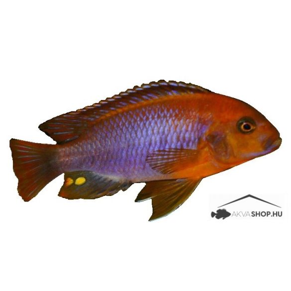 IODOTROPHEUS SPRENGERAE