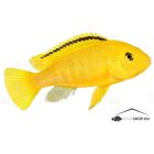LABIDOCHROMIS CAERULEUS "YELLOW"