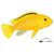 LABIDOCHROMIS CAERULEUS "YELLOW"