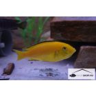 LABIDOCHROMIS CAERULEUS "YELLOW"