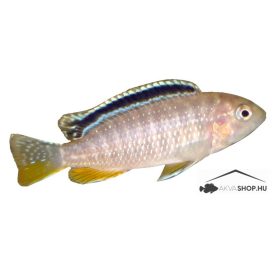 TROPHEOPS SP. RED FIN