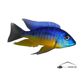 Protomelas sp. Spilonotus Tanzania