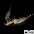 FAGYASZTOTT ARTEMIA 500G